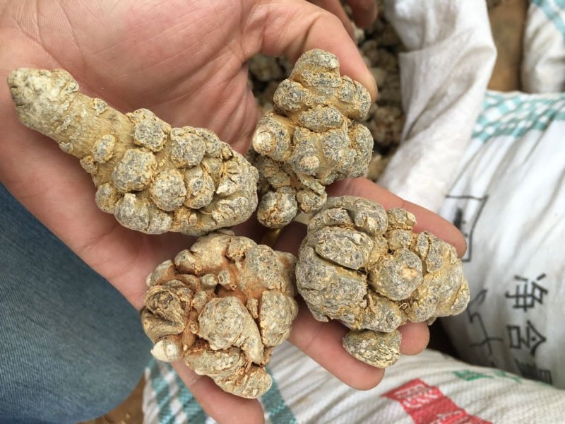 云南文山12头三七田七足头12头特级4年七大量批发