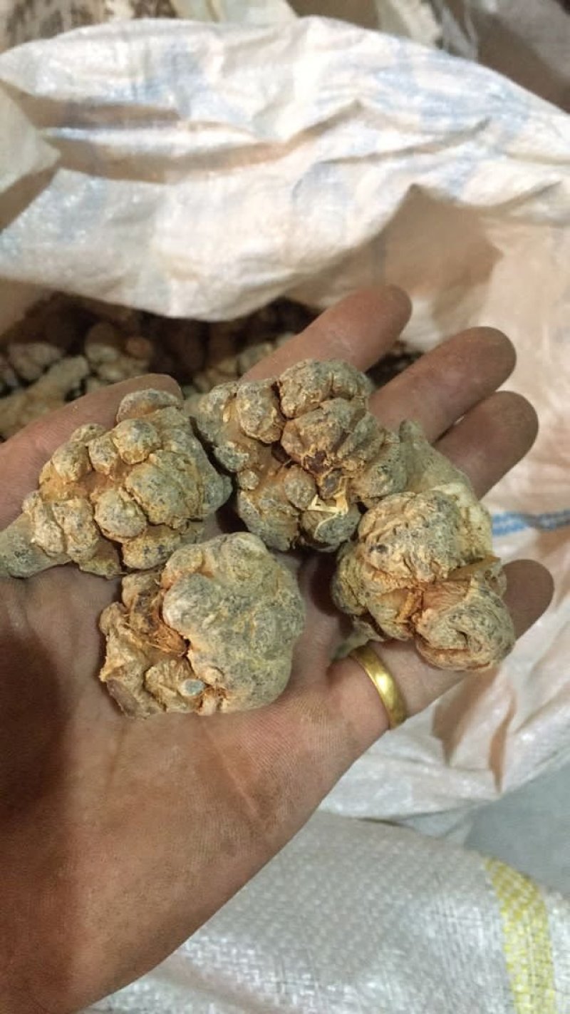云南文山12头三七田七足头12头特级4年七大量批发