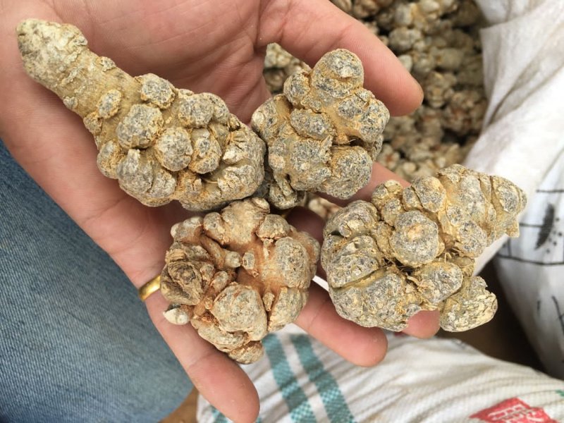 云南文山12头三七田七足头12头特级4年七大量批发