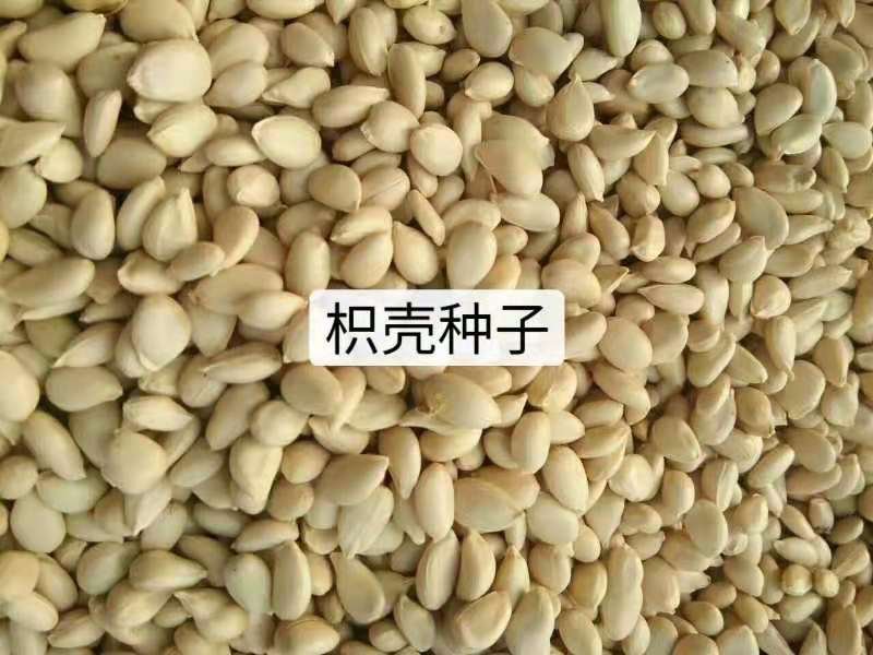 枸橘枸橘种子枳壳枳壳种子大叶枳壳种子福建枳壳种子山东枳壳