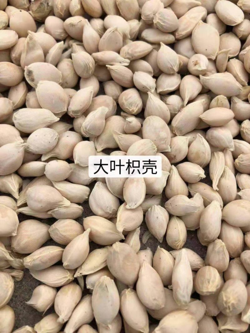 枸橘枸橘种子枳壳枳壳种子大叶枳壳种子福建枳壳种子山东枳壳
