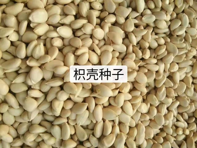 枸橘枸橘种子枳壳枳壳种子大叶枳壳种子福建枳壳种子山东枳壳