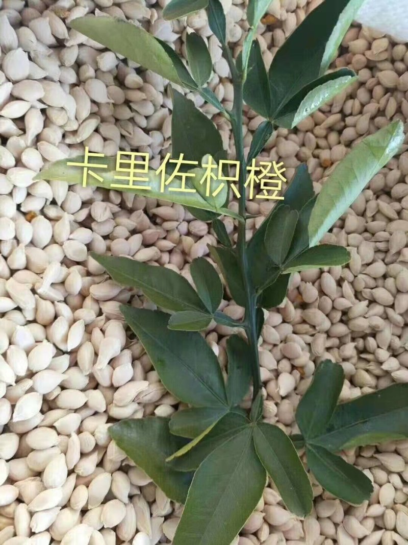 枸橘枸橘种子枳壳枳壳种子大叶枳壳种子福建枳壳种子山东枳壳