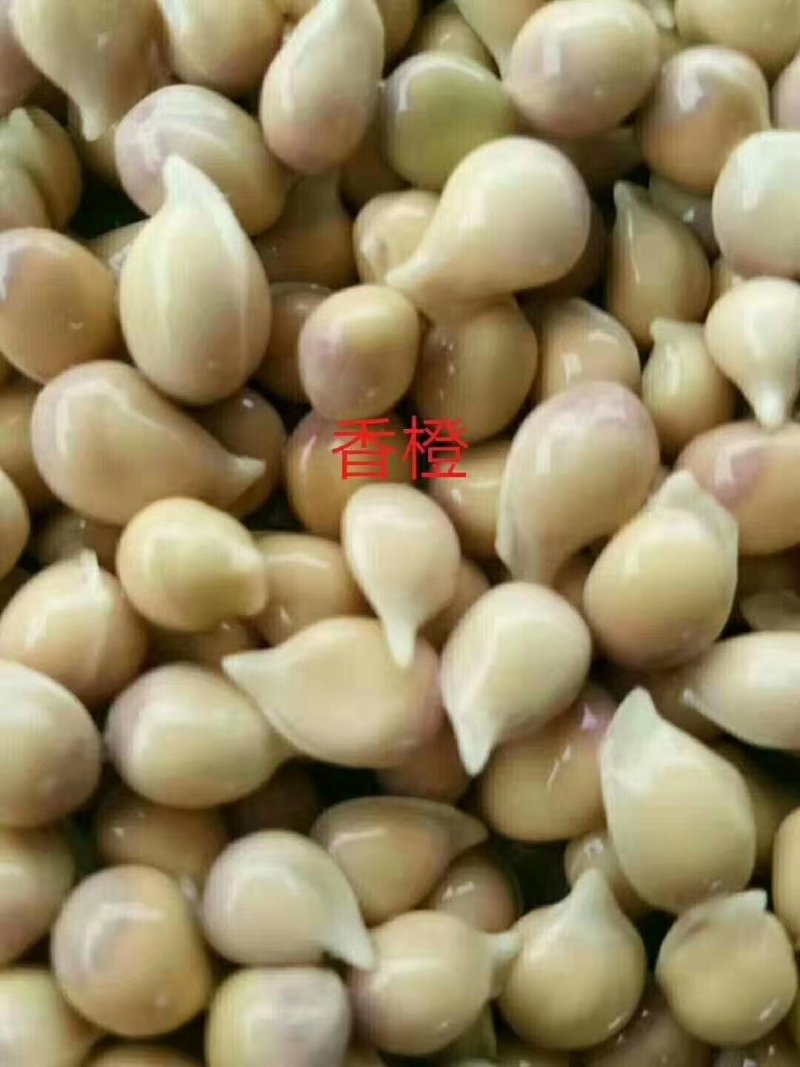 枸橘枸橘种子枳壳枳壳种子大叶枳壳种子福建枳壳种子山东枳壳
