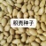 枸橘枸橘种子枳壳枳壳种子大叶枳壳种子福建枳壳种子山东枳壳