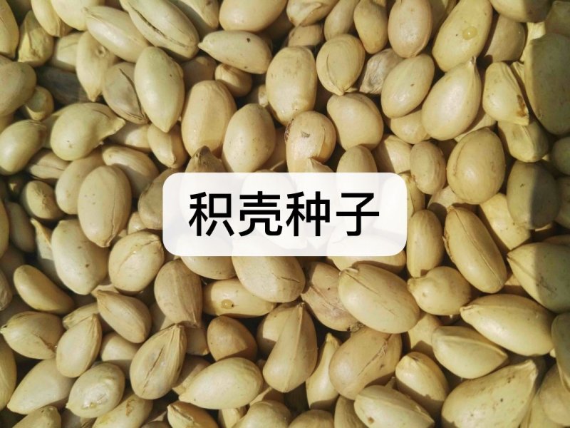 枸橘枸橘种子枳壳枳壳种子大叶枳壳种子福建枳壳种子山东枳壳