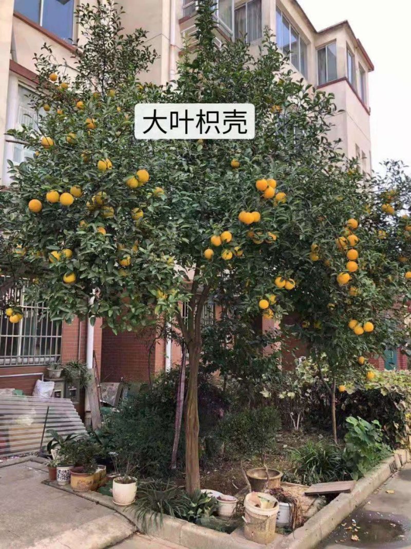 枸橘枸橘种子枳壳枳壳种子大叶枳壳种子福建枳壳种子山东枳壳