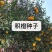 枸橘枸橘种子枳壳枳壳种子大叶枳壳种子福建枳壳种子山东枳壳