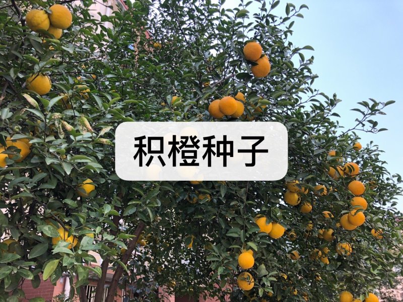 枸橘枸橘种子枳壳枳壳种子大叶枳壳种子福建枳壳种子山东枳壳