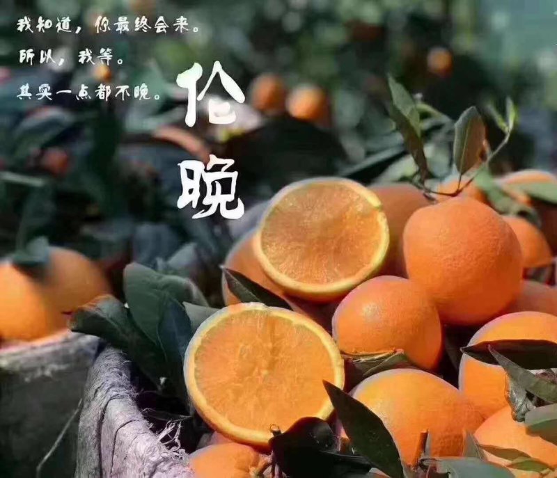 湖北秭归优质脐橙产地看货看货采摘诚信经营保质保量
