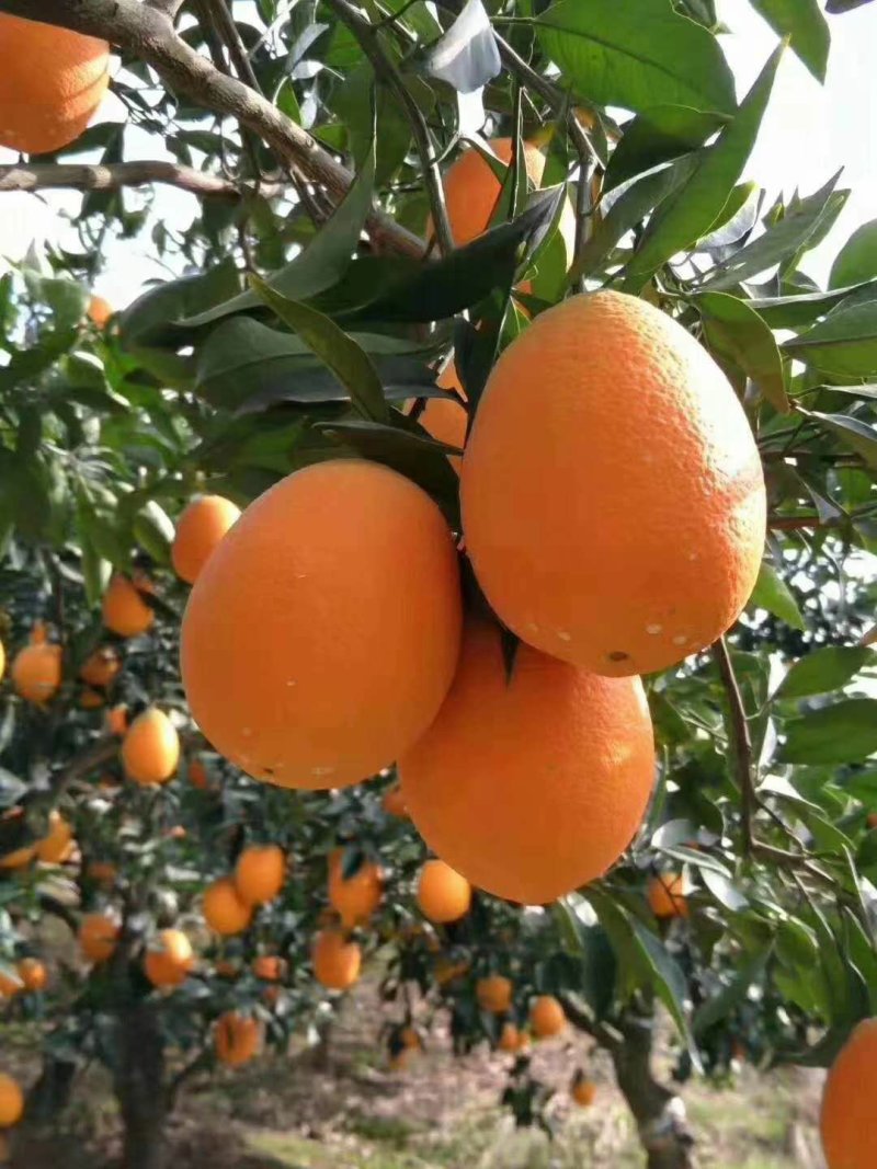 湖北秭归优质脐橙产地看货看货采摘诚信经营保质保量