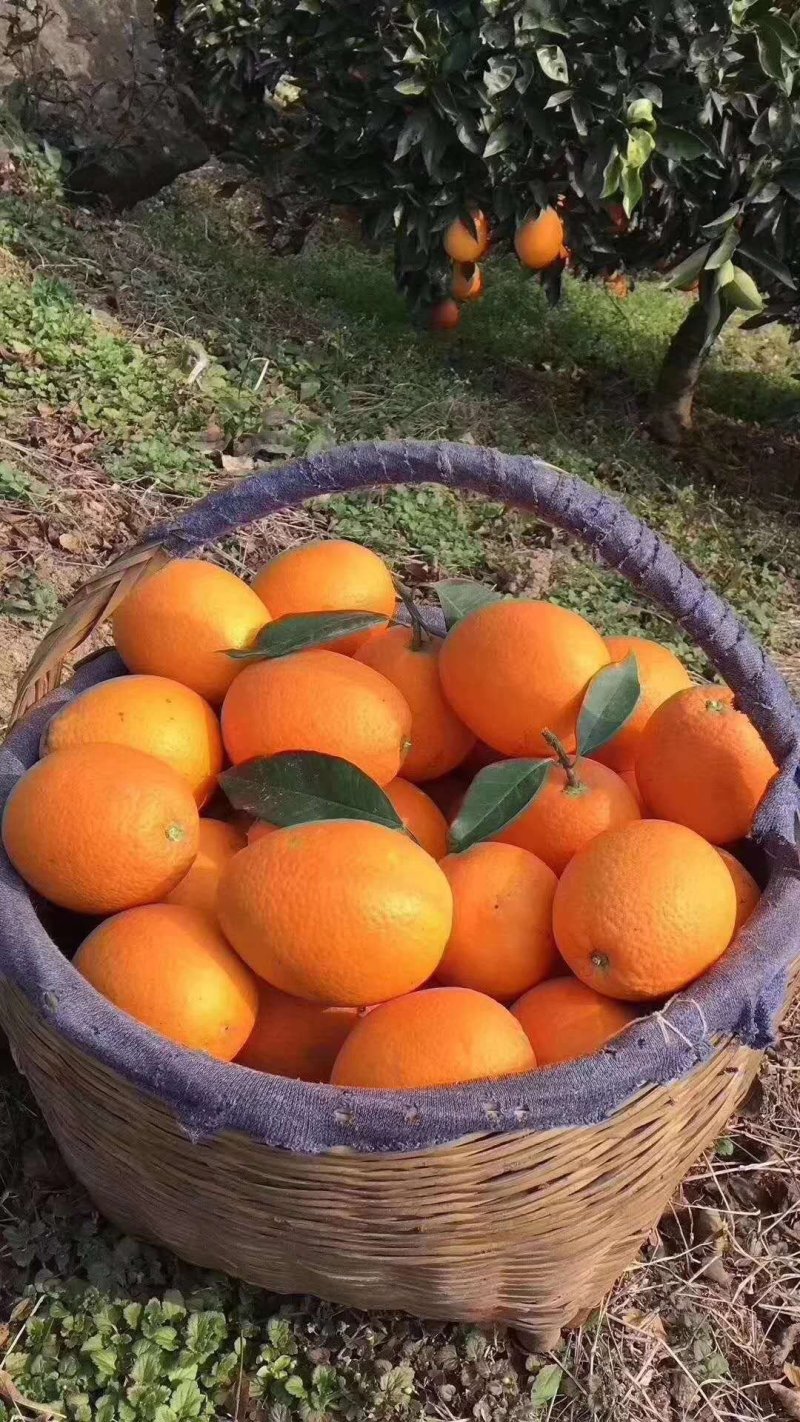 湖北秭归优质脐橙产地看货看货采摘诚信经营保质保量