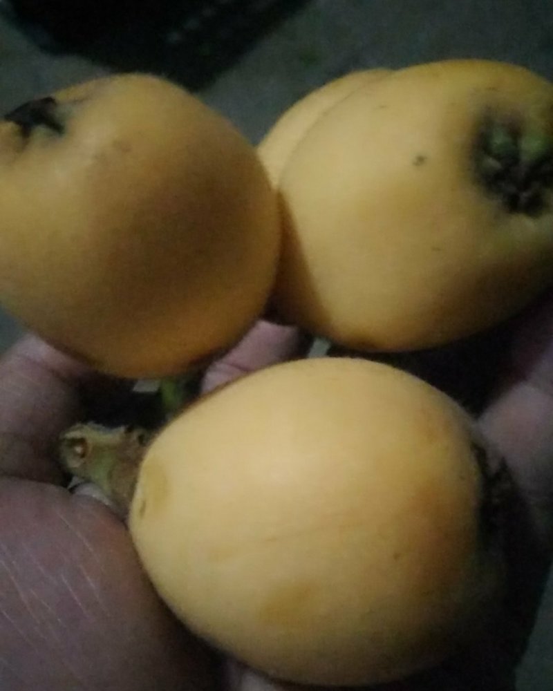 枇杷