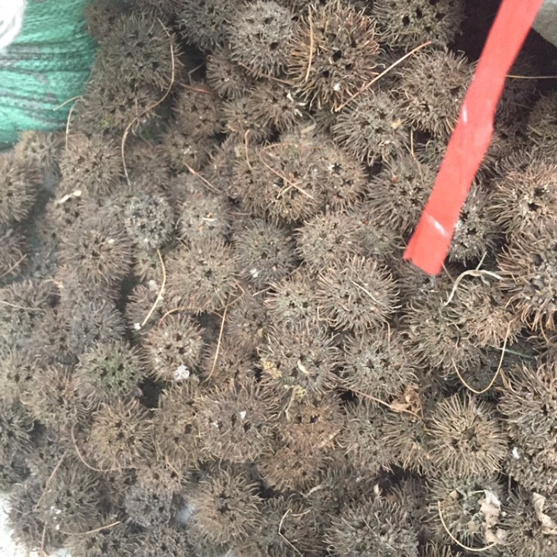 正宗大别山野生药材路路通枫树球果枫球子
