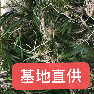 水质净化虾蟹养殖必备四季青矮苦草基地直供全国发货