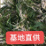 水质净化虾蟹养殖必备四季青矮苦草基地直供全国发货