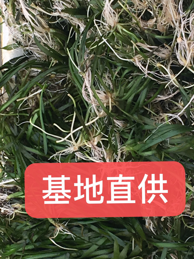 水质净化虾蟹养殖必备四季青矮苦草基地直供全国发货