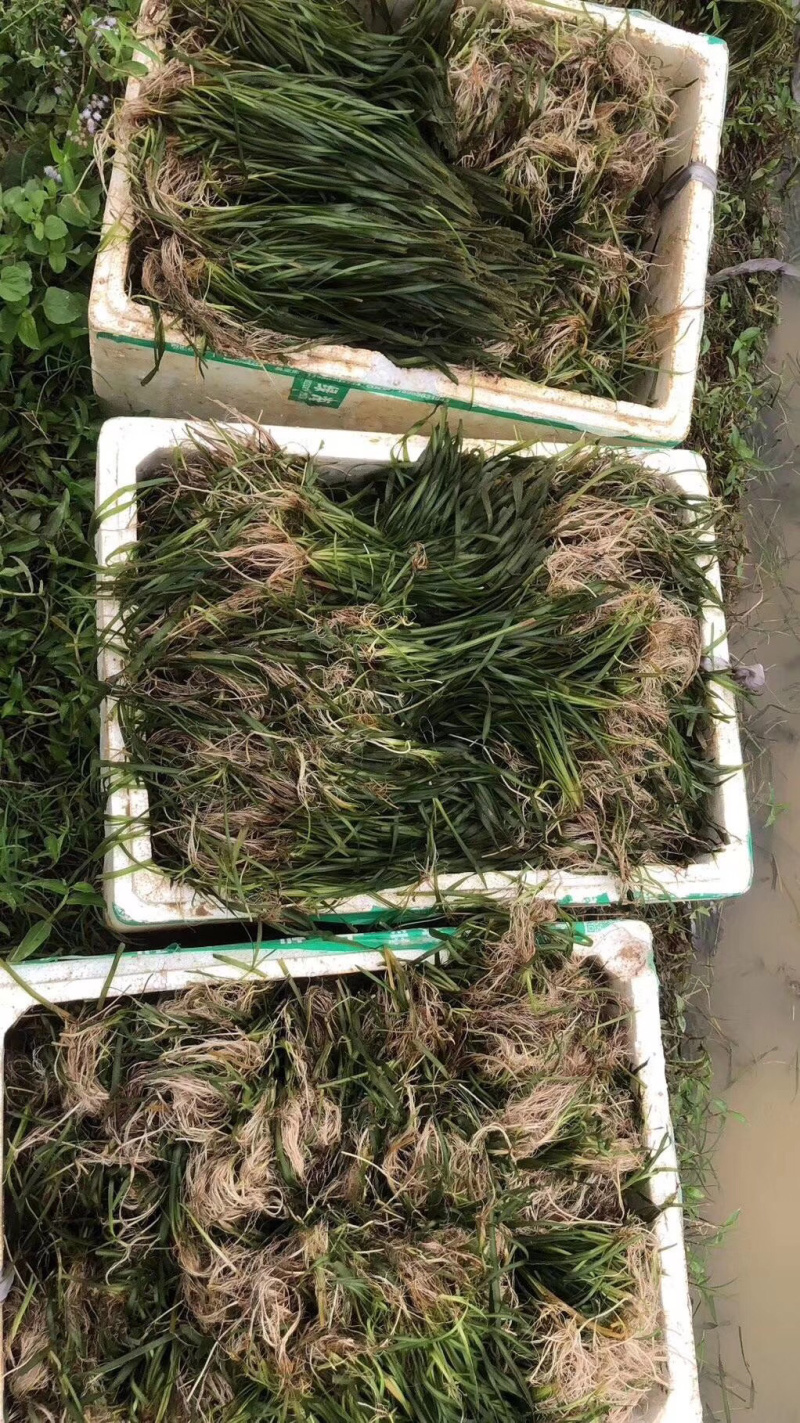 水质净化虾蟹养殖必备四季青矮苦草基地直供全国发货