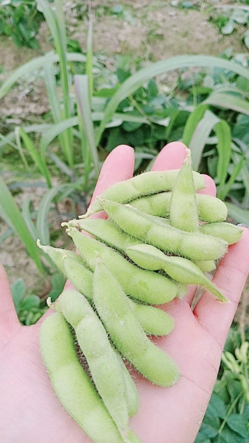 广西绿宝石精品毛豆大量上市，产地直供！饱满，一手货源