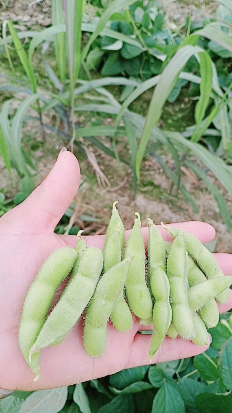 广西绿宝石精品毛豆大量上市，产地直供！饱满，一手货源