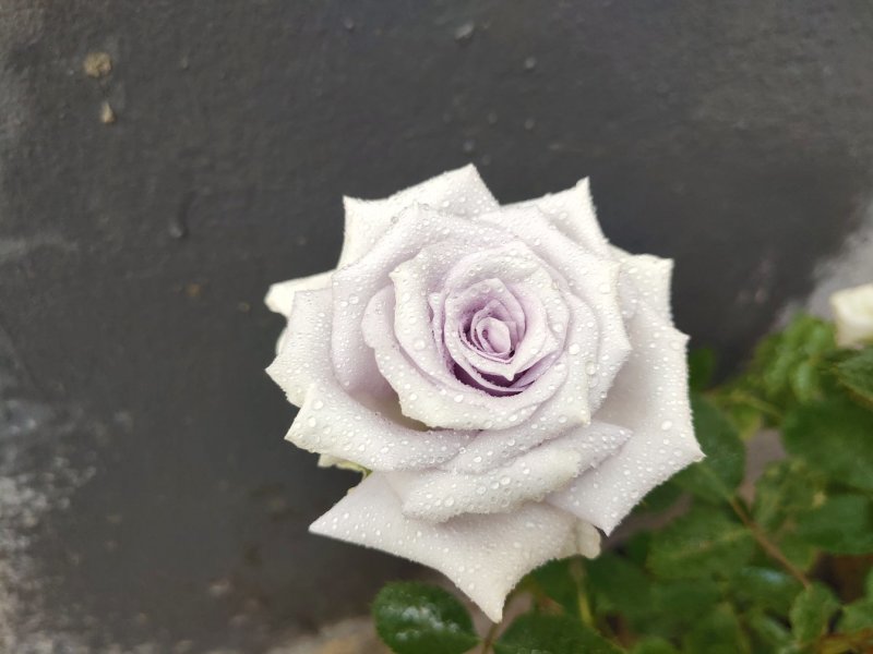 带盆带花苞发货超火果汁阳台灌木月季一件代发