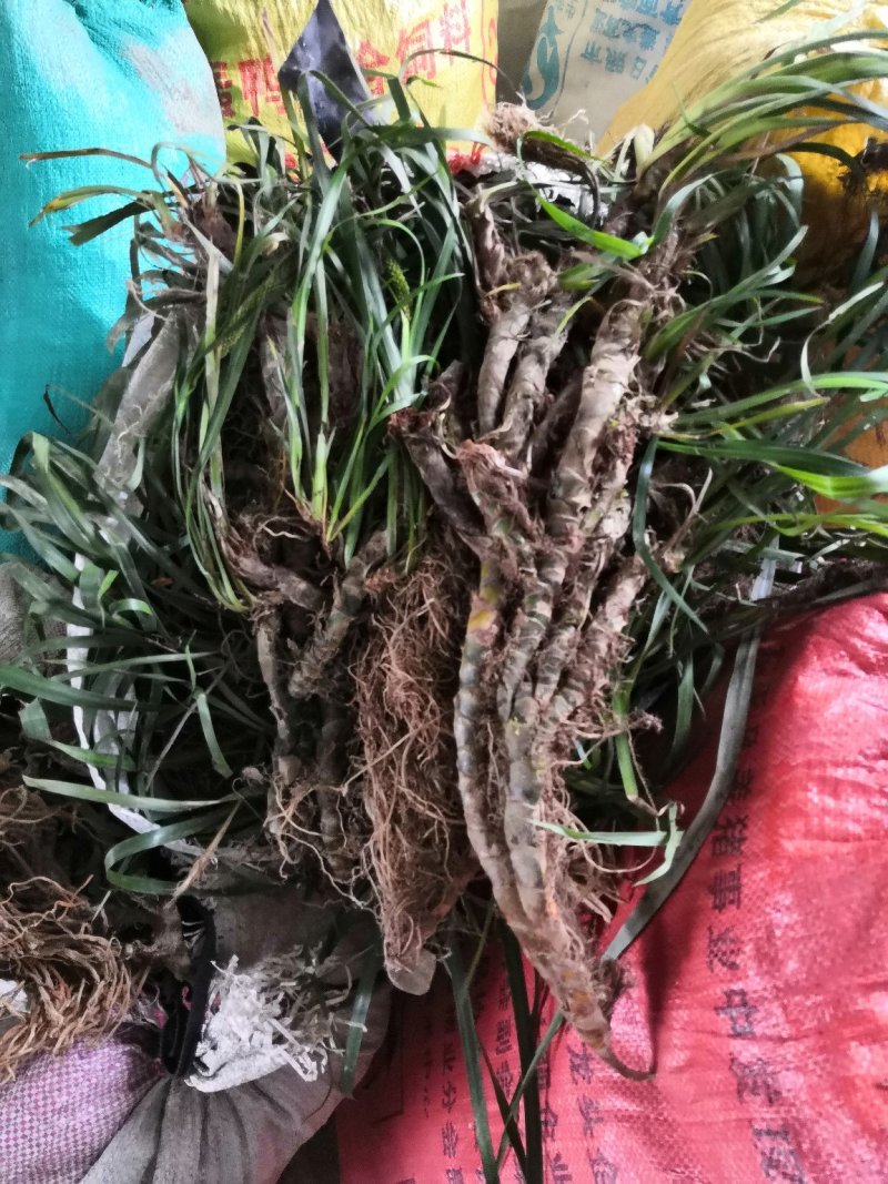 石菖蒲苗安徽石菖蒲苗