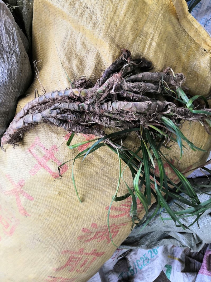 石菖蒲苗安徽石菖蒲苗