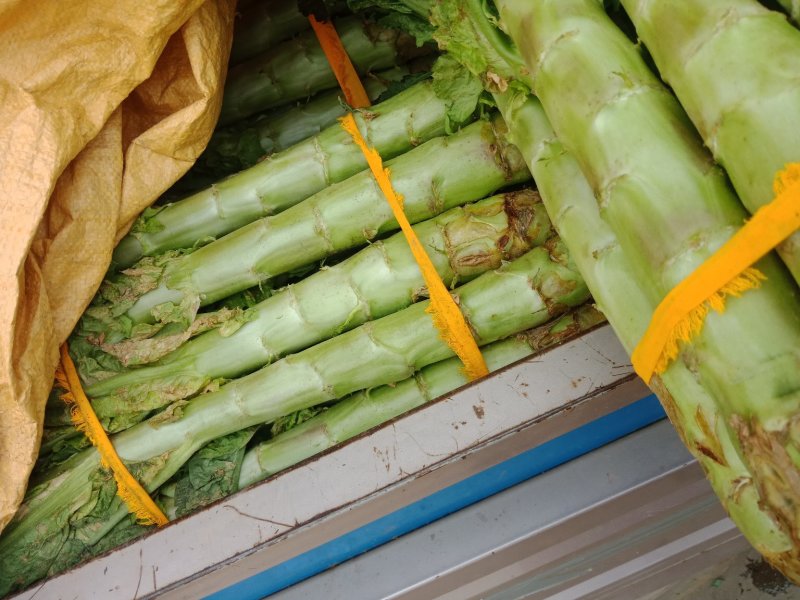 红叶莴笋便宜了，欢迎选购质量好一斤以上