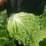 黄心白菜净菜4~6斤，大小均匀，欢迎选购