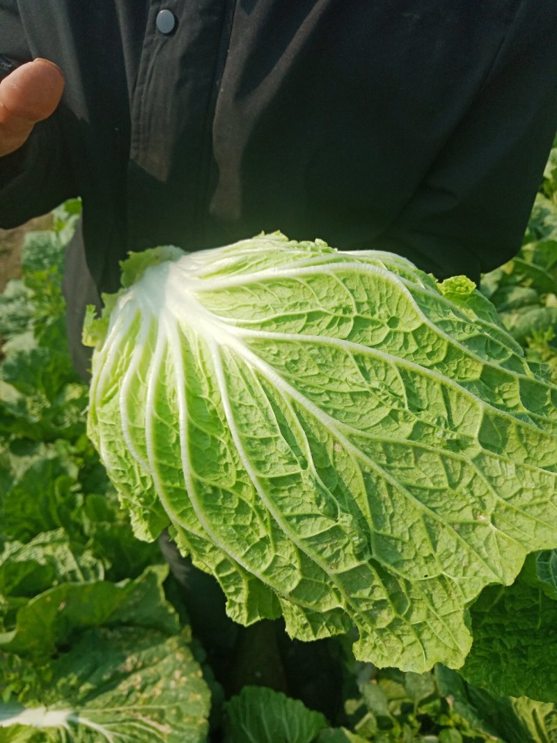 黄心白菜净菜4~6斤，大小均匀，欢迎选购
