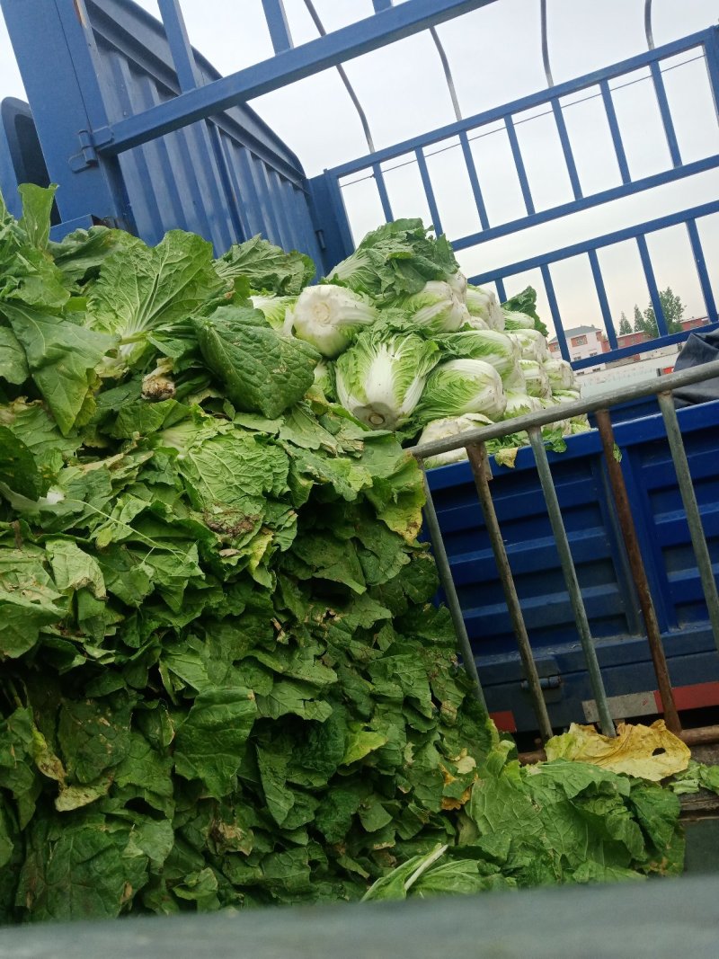 黄心白菜净菜4~6斤，大小均匀，欢迎选购