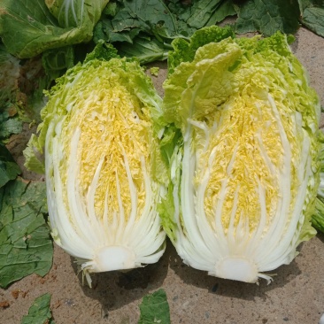 黄心白菜净菜4~6斤，大小均匀，欢迎选购