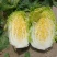 黄心白菜净菜4~6斤，大小均匀，欢迎选购