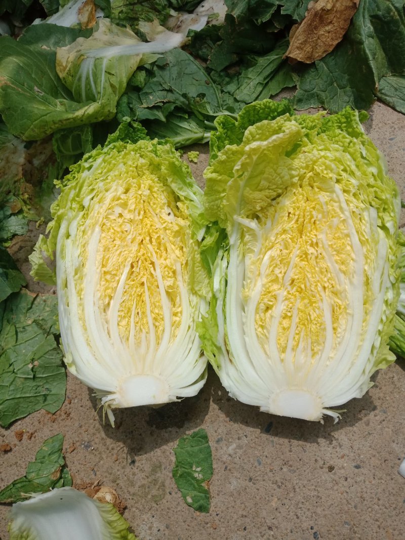 黄心白菜净菜4~6斤，大小均匀，欢迎选购
