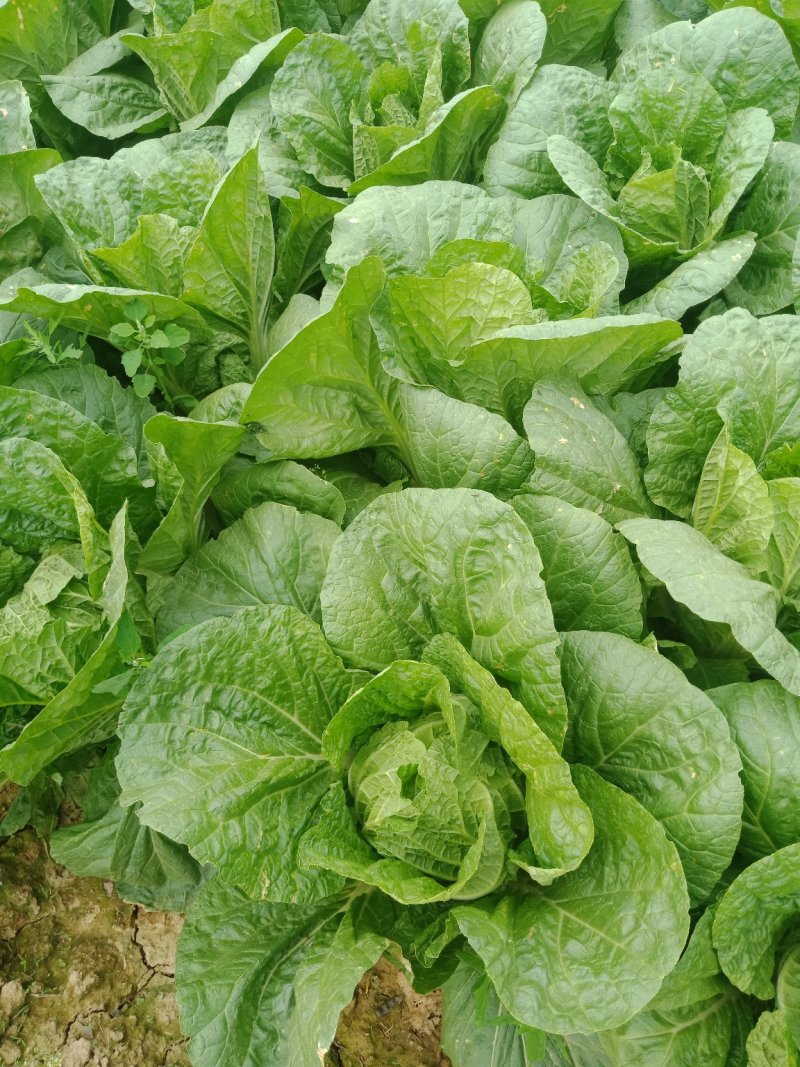 黄心白菜净菜4~6斤，大小均匀，欢迎选购