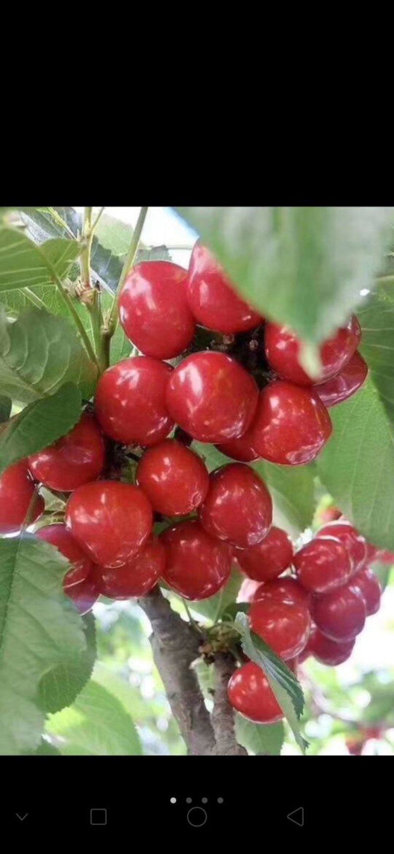 山东大樱桃