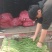万亩韭菜种植基地欢迎您