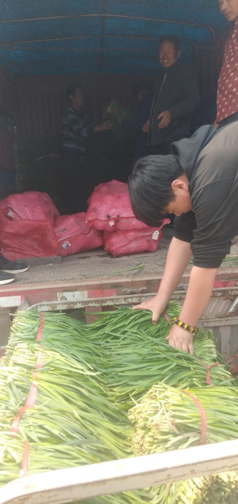 万亩韭菜种植基地欢迎您