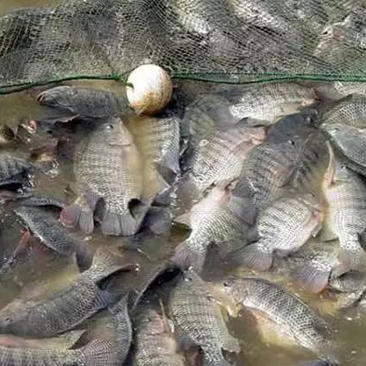 罗非鱼，作为饲料鱼出售，6-7万斤。大量，大量罗非鱼上市
