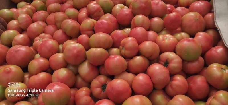 方城县博望镇硬粉精品西红柿🍅，欢迎选购