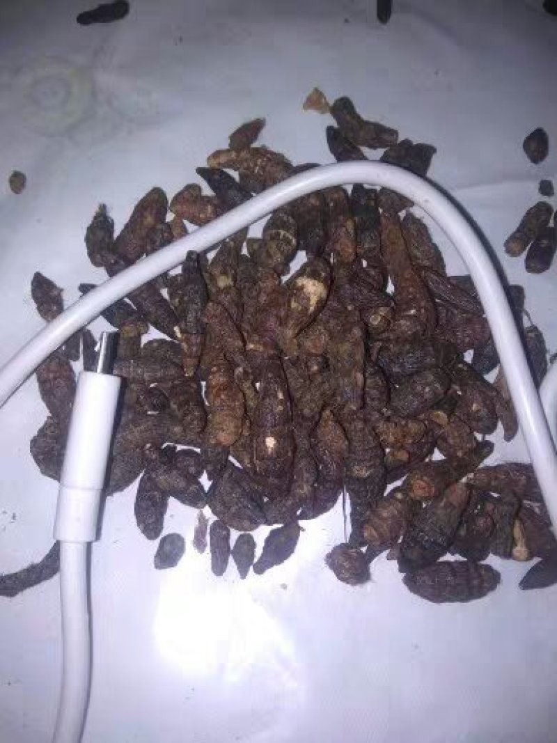 香附香附子生香附制香附中药材