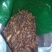 香附香附子生香附制香附中药材