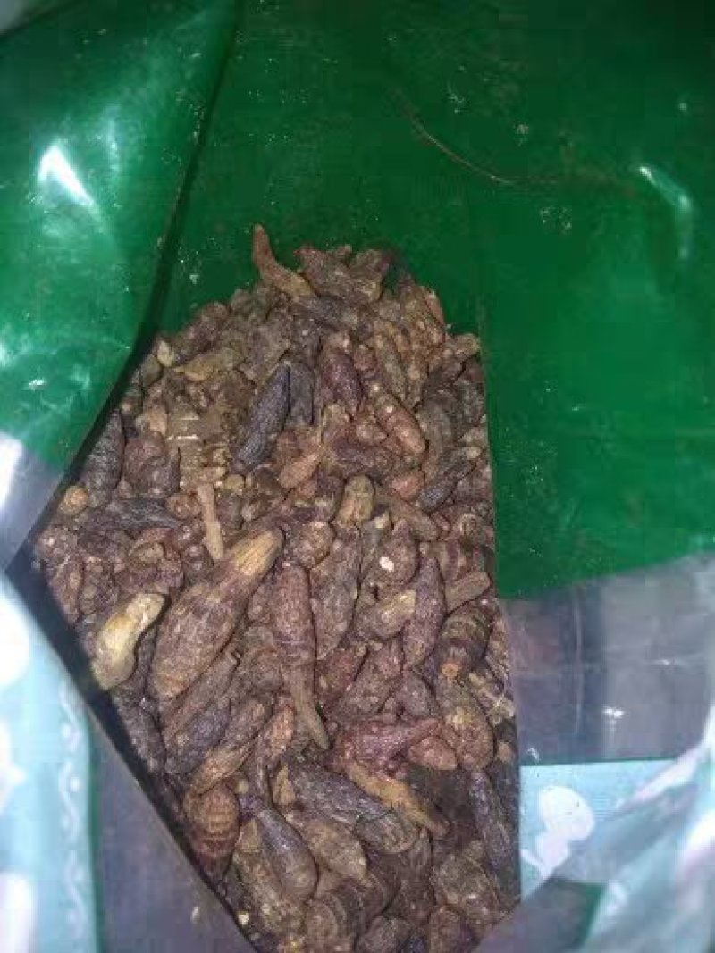 香附香附子生香附制香附中药材