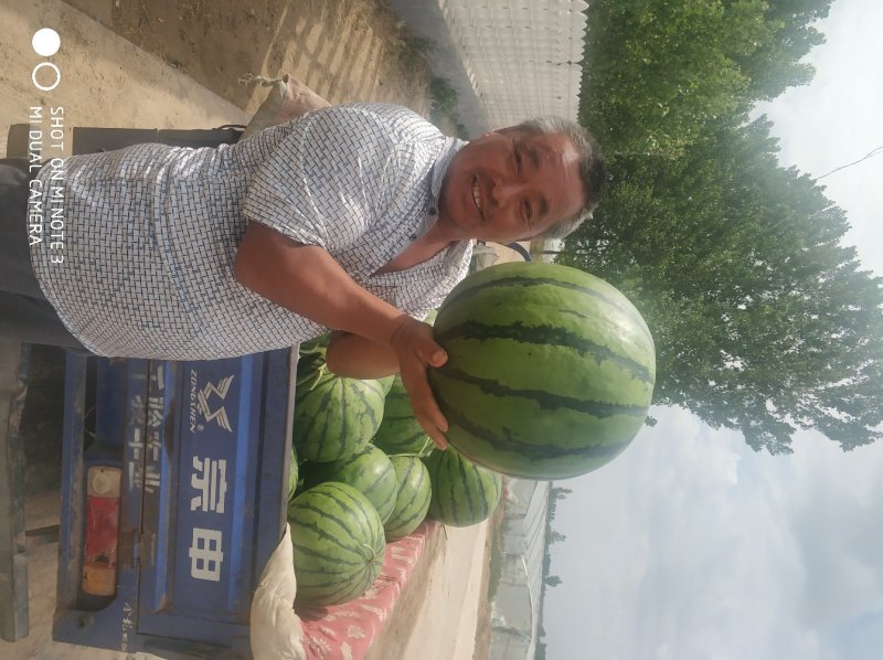 精品双星西瓜产地直发量大价优九成熟以上有专业验瓜队
