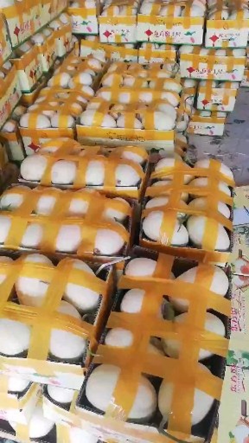 山东东方蜜甜瓜大量上市脆甜如蜜量大从优欢迎来电咨询