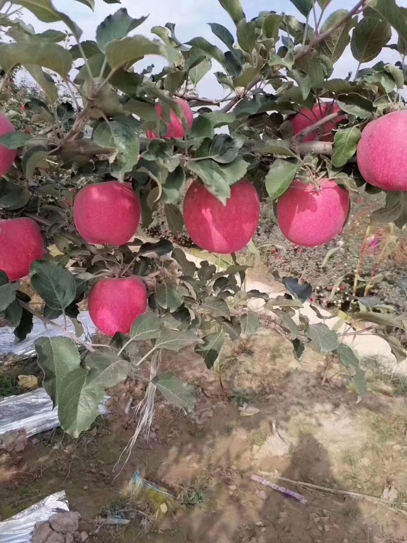 甘肃秦安静宁冰糖心条纹全红富士苹果产地直发，支持一件代发