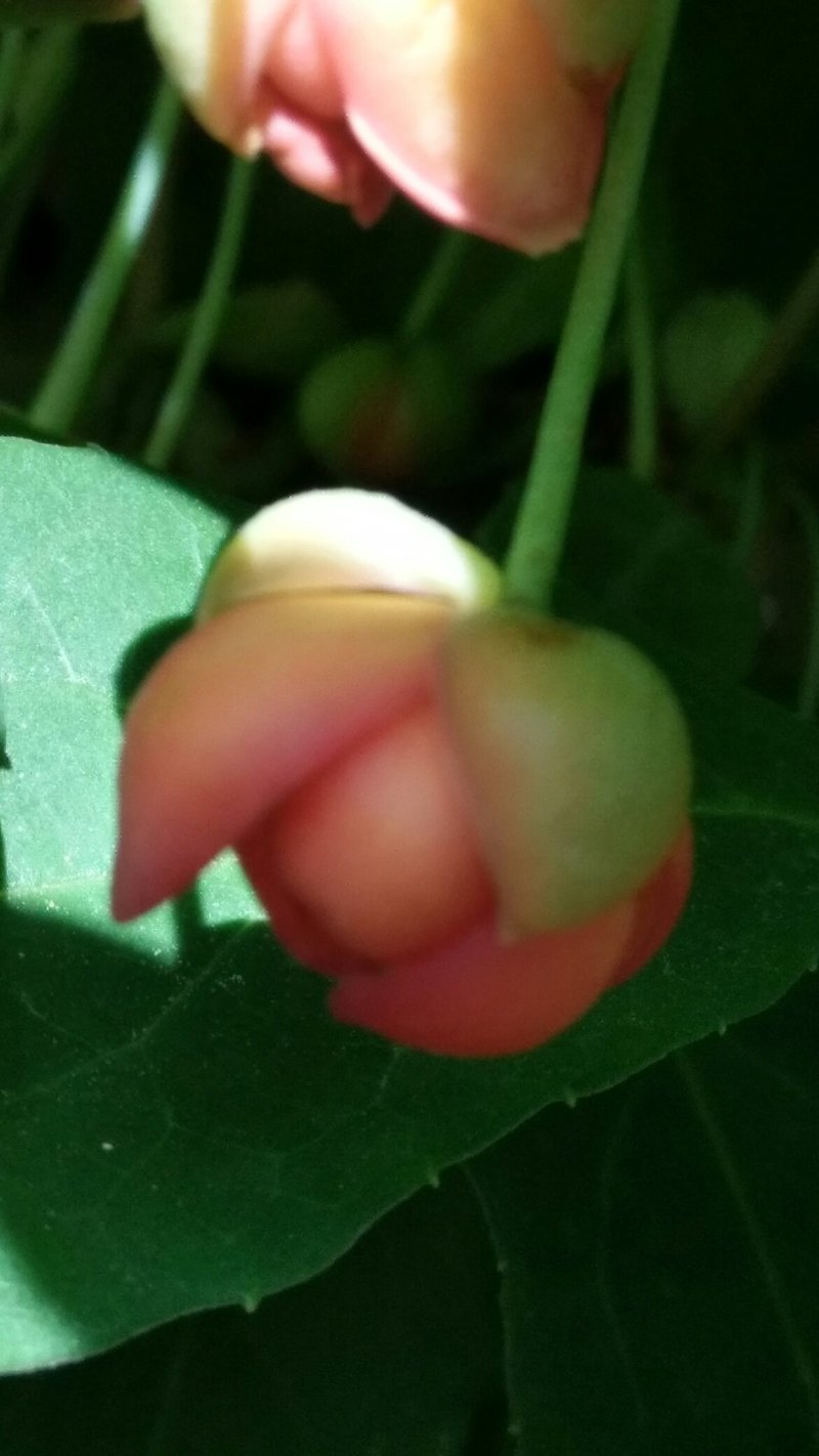 五味子精品苗供应，八年苗，已经开花结果