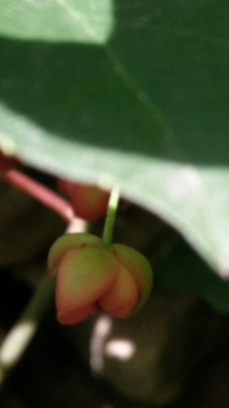 五味子精品苗供应，八年苗，已经开花结果