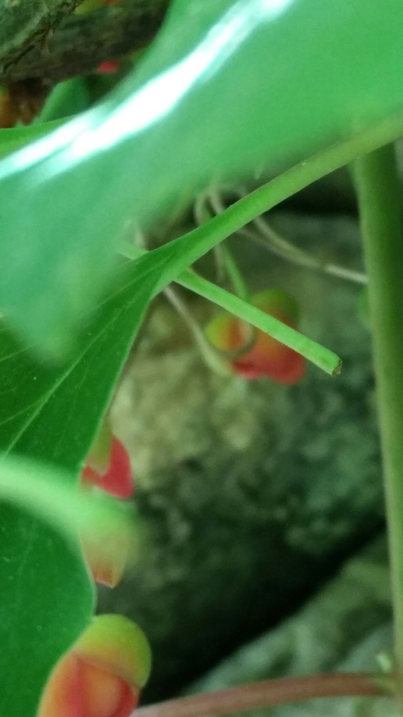 五味子精品苗供应，八年苗，已经开花结果