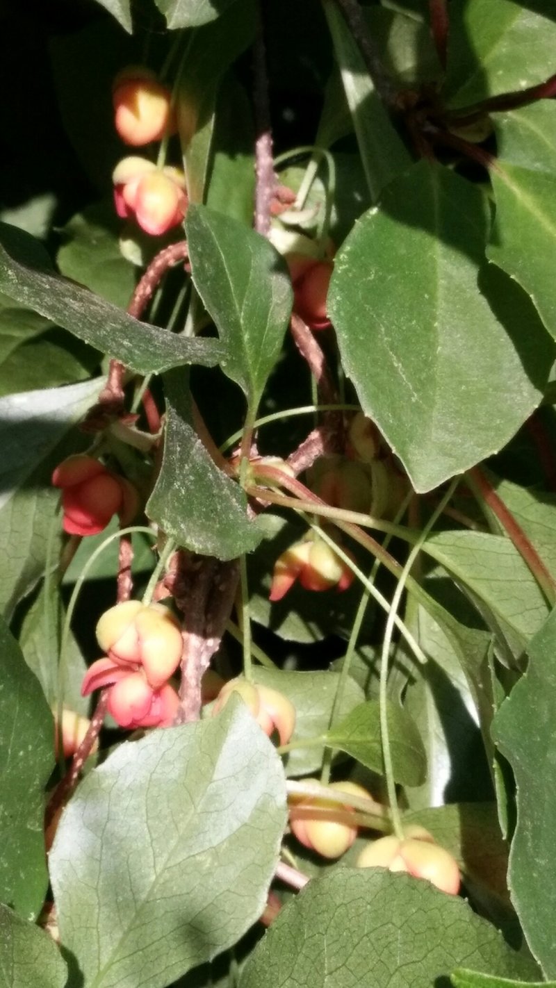 五味子精品苗供应，八年苗，已经开花结果
